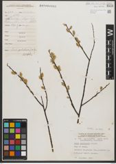 Foto von Salix petiolaris Sm.